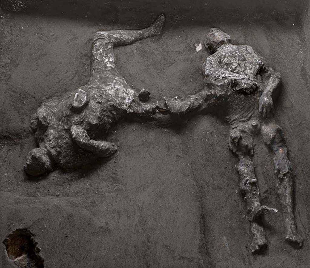 November 2020. The two victims of Cività Giuliana, the latest casts of Pompeii. The bodies were found in a side room of the cryptoporticus. 
Studies revealed that the first victim 92 (on right), with his head tilted, and his teeth and skull visible, was a young man, between 18 and 23/25 years of age, who was approximately 156cm tall.
The robust stature of the second victim 93 (on left), particularly in the thorax area, suggests once again that this is a man, though older than the other victim, aged between 30 and 40 years and approximately 162cm tall.

Roughly 1 metre east of the first victim, and 80cm east of the second, other holes were discovered during excavation works. Here too, plaster was poured in, revealing the presence not of victims but of objects which had perhaps been lost during the escape. Manual exploration of these ‘voids’, and the shape revealed by the plaster casts, revealed that these were heaps of cloth, with large and heavy folds; in particular the heap close to the first victim could be interpreted as a woollen mantle, which the young ‘slave’ had evidently taken with him during the escape.

Novembre 2020. Le due vittime di Civita Giuliana: gli ultimi calchi di Pompei. I corpi sono stati individuati in un vano laterale del criptoportico.
La prima vittima (a destra), con il capo reclinato, denti e ossa del cranio visibili, dai primi studi risulta essere un giovane, fra i 18 e i 23/25 anni, alto circa 156 cm.
La robustezza della vittima (a sinistra), soprattutto a livello del torace, suggerisce che anche in questo caso sia un uomo, più anziano però rispetto all’altra vittima, con un’età compresa tra i 30 e i 40 anni e alto circa 162 cm. 

A 1 m circa ad est dalla prima vittima e a circa 80 cm a est della seconda, nel corso dei lavori di scavo si sono rinvenuti altri fori; anche in questo caso si è colato il gesso rivelando la presenza non di vittime bensì di oggetti, forse persi durante la fuga. L’esplorazione manuale di questi “vuoti”, poi la forma rivelata dal gesso hanno mostrato che si tratta di cumuli di stoffa con grosse e pesanti pieghe; in particolare il cumulo vicino alla vittima 1 sembra essere interpretabile come un mantello in lana, evidentemente portato con se nella fuga dal giovane “schiavo”.

Photograph © Parco Archeologico di Pompei.
