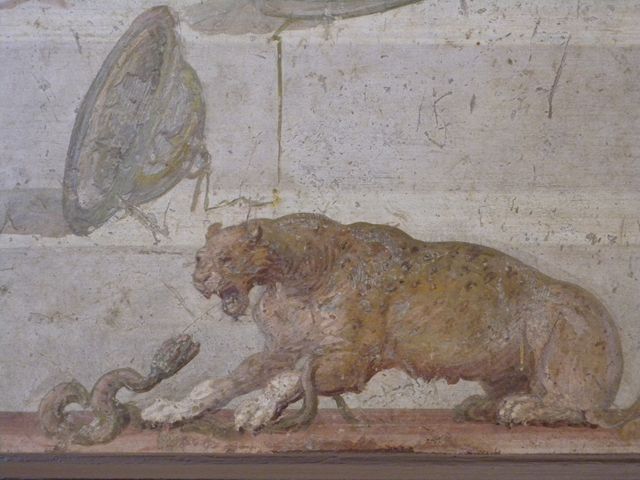 II.4.10 Pompeii.  Wall painting with symbols of Dionysus.  Detail of panther attacking snake.  Now in Naples Archaeological Museum.  Inventory number 8795.

 
