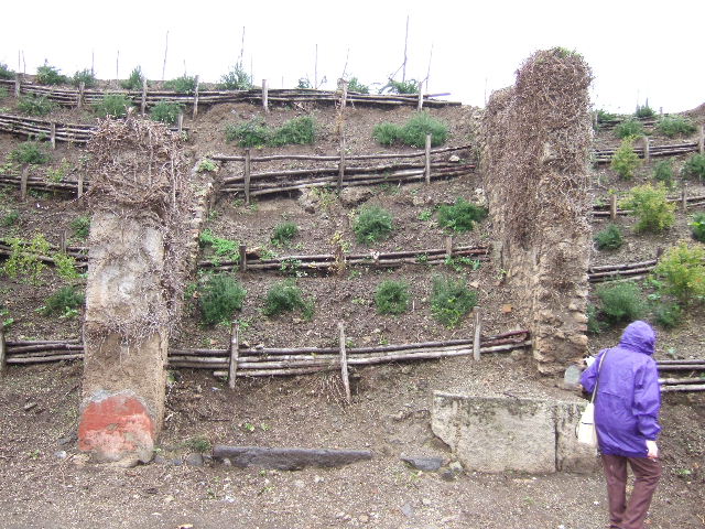 III.6.6 Pompeii. December 2004. Unexcavated roadway,looking north.III.7.