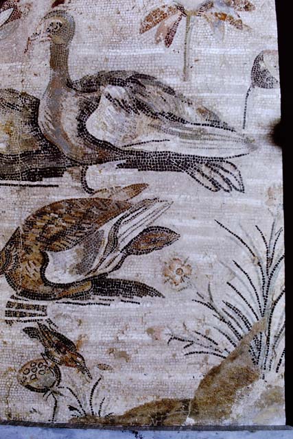 VI.12.2 Pompeii. 1968.  Detail from mosaic of water birds. Photo by Stanley A. Jashemski.
Source: The Wilhelmina and Stanley A. Jashemski archive in the University of Maryland Library, Special Collections (See collection page) and made available under the Creative Commons Attribution-Non Commercial License v.4. See Licence and use details.
J68f1031
