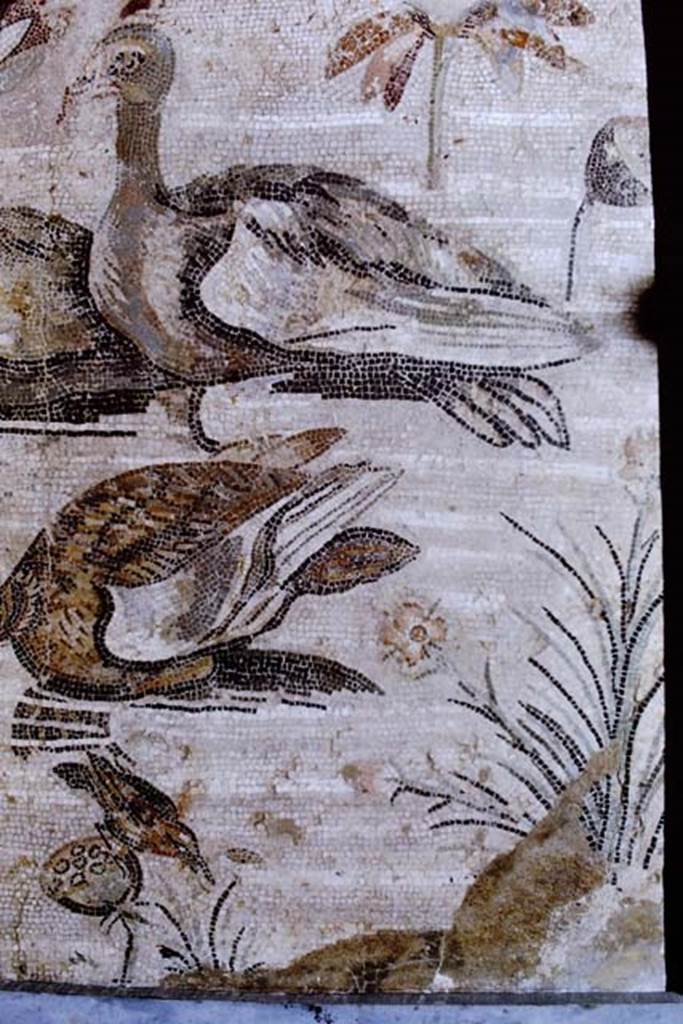 VI.12.2 Pompeii. 1968. Detail from mosaic of water birds. Photo by Stanley A. Jashemski.
Source: The Wilhelmina and Stanley A. Jashemski archive in the University of Maryland Library, Special Collections (See collection page) and made available under the Creative Commons Attribution-Non Commercial License v.4. See Licence and use details.
J68f1033

