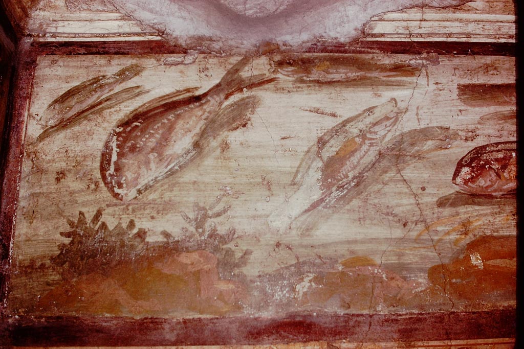 VI.15.1 Pompeii, 1978. North end of east wall frieze of fishes. Photo by Stanley A. Jashemski.   
Source: The Wilhelmina and Stanley A. Jashemski archive in the University of Maryland Library, Special Collections (See collection page) and made available under the Creative Commons Attribution-Non Commercial License v.4. See Licence and use details. J78f0644
