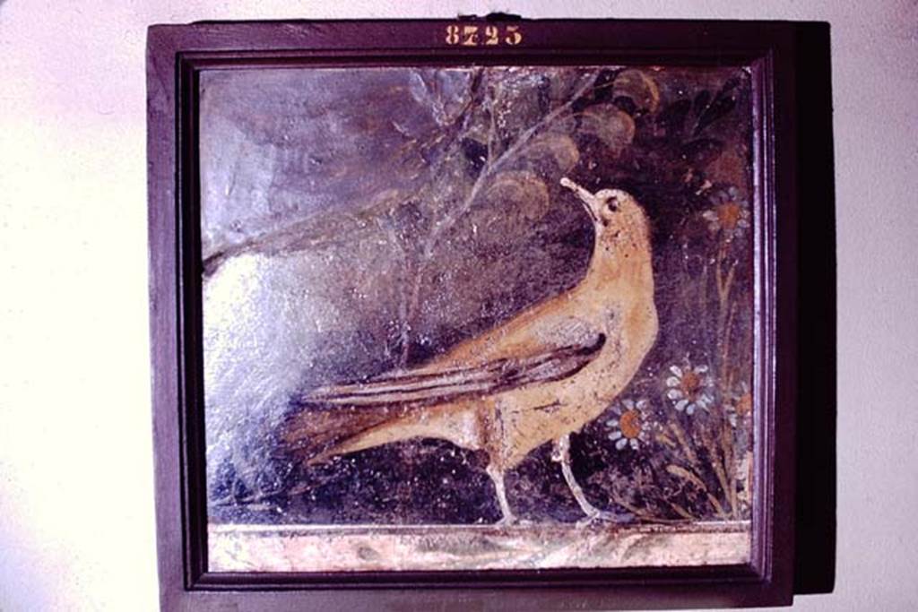 VI.17.9-11 Pompeii. Found 30th June 1764. 1966. Bird with flowers and plants.
Now in Naples Archaeological Museum. Inventory number 8723.
Photo by Stanley A. Jashemski.
Source: The Wilhelmina and Stanley A. Jashemski archive in the University of Maryland Library, Special Collections (See collection page) and made available under the Creative Commons Attribution-Non-Commercial License v.4. See Licence and use details.
J66f0794 
