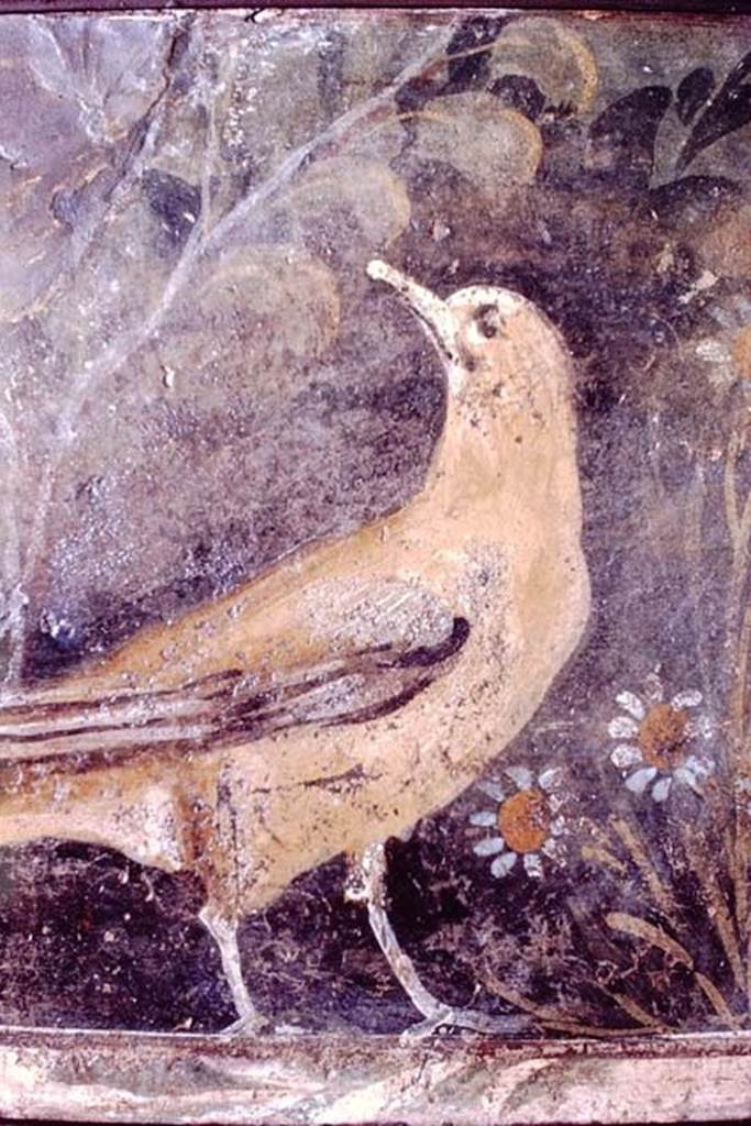 VI.17.9-11 Pompeii. Found 30th June 1764. 1966. Detail of bird with flowers and plants.
Now in Naples Archaeological Museum. Inventory number 8723.
Photo by Stanley A. Jashemski.
Source: The Wilhelmina and Stanley A. Jashemski archive in the University of Maryland Library, Special Collections (See collection page) and made available under the Creative Commons Attribution-Non-Commercial License v.4. See Licence and use details.
J66f0796
