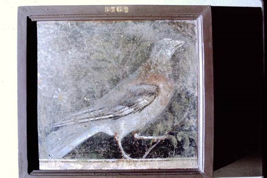 VI.17.9-11 Pompeii. Fragment of a garden painting of a bird on a balustrade. 1968. Photo by Stanley A. Jashemski. 
Source: The Wilhelmina and Stanley A. Jashemski archive in the University of Maryland Library, Special Collections (See collection page) and made available under the Creative Commons Attribution-Non Commercial License v.4. See Licence and use details.
J68f0785
Now in Naples Archaeological Museum. Inventory number 8762.
"From Pompeii" the same wall as inventory number 9705. 
See Borriello M. R., Sampaolo V., et al, 1986. Le Collezioni del Museo Nazionale di Napoli. Roma: De Luca Editore, p. 142-3, n. 133.

