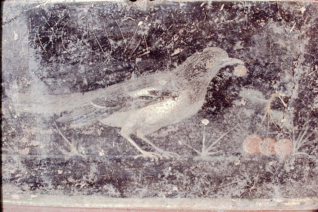 VII.6.28 Pompeii. Found on 30th April 1762. Painting of right-hand blackbird with cherry in the beak, branch and three cherries.
Now in Naples Archaeological Museum. Inventory number 8746.
See Antichit di Ercolano: Tomo Quarto: Le Pitture 4, 1765, 20, 95.
Photo by Stanley A. Jashemski, 1968.
Source: The Wilhelmina and Stanley A. Jashemski archive in the University of Maryland Library, Special Collections (See collection page) and made available under the Creative Commons Attribution-Non Commercial License v.4. See Licence and use details.
J68f0834
