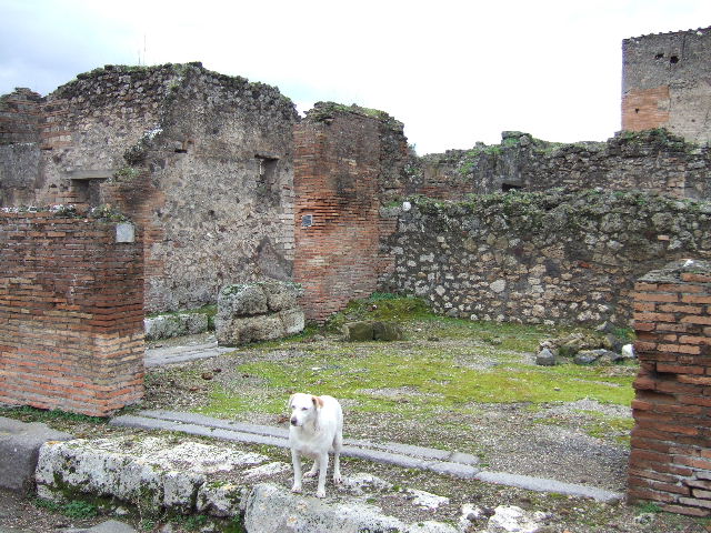 VII.9.36 and VII.9.35 Pompeii. December 2004. Photo taken from VII.12.35, looking west.
