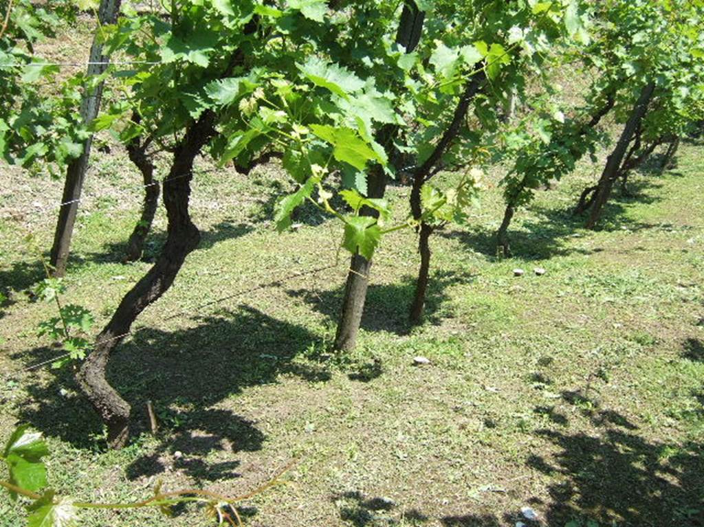 Vines growing at Villa Regina, Boscoreale in same spacing as original Roman vines the casts of which can be seen to the right of each vine