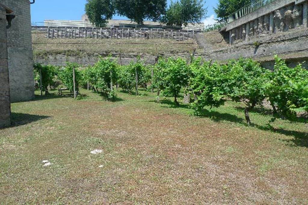 Villa Regina, Boscoreale. July 2010. Replanted vineyard. Photo courtesy of Michael Binns.