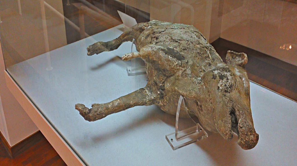 Villa Regina, Boscoreale. December 2006. Cement was poured into a cavity in the volcanic ash.
This preserved the appearance of a pig raised on the villa. Now in Boscoreale Antiquarium. 
