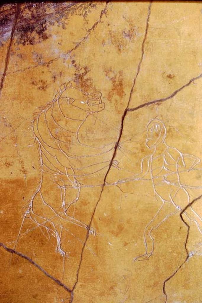 I.6.2 Pompeii, 1968. Detail of graffiti from south wall of oecus. Photo by Stanley A. Jashemski.
Source: The Wilhelmina and Stanley A. Jashemski archive in the University of Maryland Library, Special Collections (See collection page) and made available under the Creative Commons Attribution-Non Commercial License v.4. See Licence and use details.
J68f0534