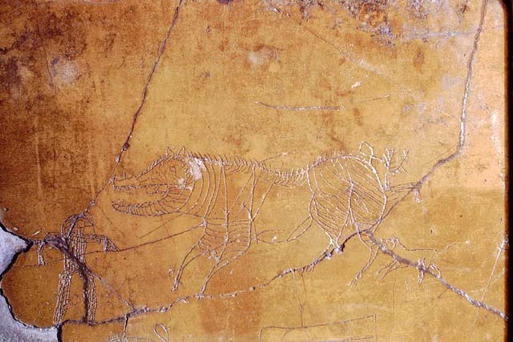 I.6.2 Pompeii, 1968. Detail from graffiti on south wall of oecus. Photo by Stanley A. Jashemski.
Source: The Wilhelmina and Stanley A. Jashemski archive in the University of Maryland Library, Special Collections (See collection page) and made available under the Creative Commons Attribution-Non Commercial License v.4. See Licence and use details.
J68f0535