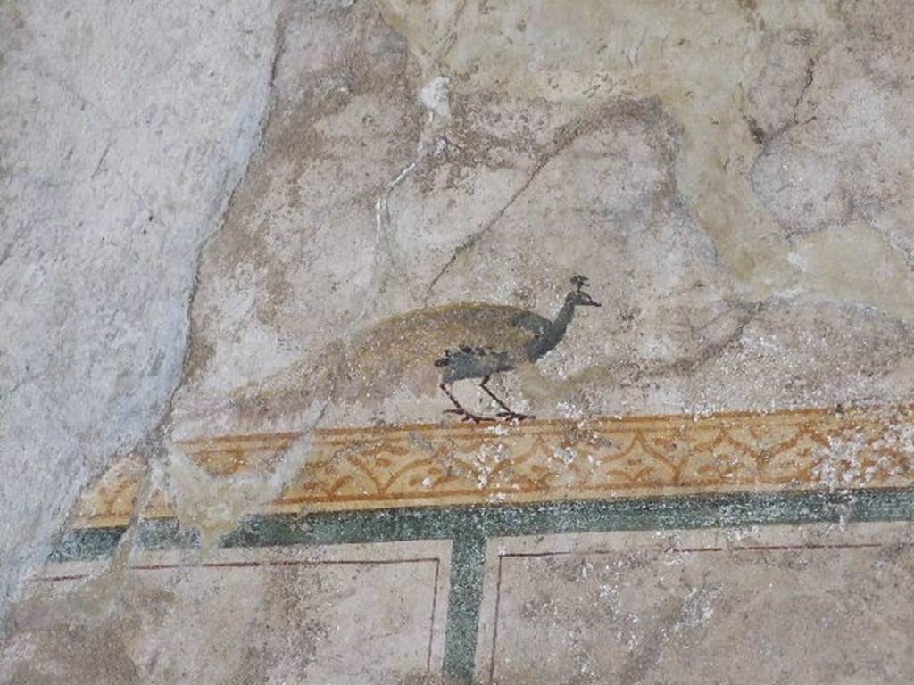 I.6.7 Pompeii. December 2006. Detail of painting of peacock onwest wall of room to west of entrance.