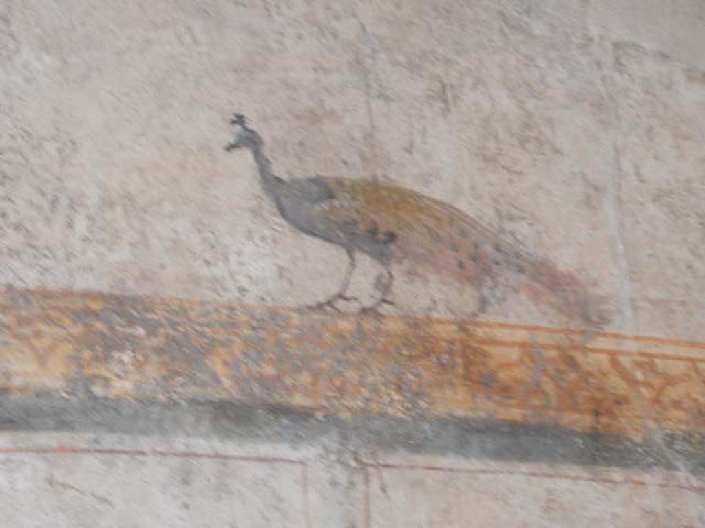 I.6.7 Pompeii. May 2016. Detail of peacock from north end of west wall. Photo courtesy of Buzz Ferebee.