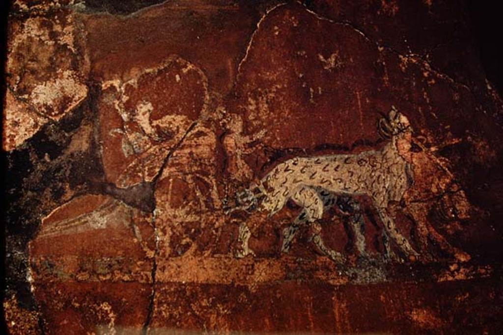 I.6.7 Pompeii. 1959. Detail of painting of panthers pulling a cart being guided by a cupid, on east wall of atrium. Photo by Stanley A. Jashemski.
Source: The Wilhelmina and Stanley A. Jashemski archive in the University of Maryland Library, Special Collections (See collection page) and made available under the Creative Commons Attribution-Non Commercial License v.4. See Licence and use details.
J59f0169