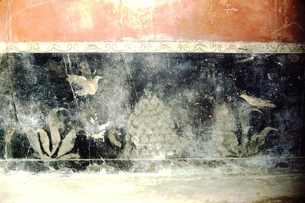 I.6.7 Pompeii. 1959. Detail from zoccolo in centre of north wall of oecus to east of atrium.
On the black zoccolo were two painted birds, an omphalos of ivy, and painted plants
Photo by Stanley A. Jashemski.
Source: The Wilhelmina and Stanley A. Jashemski archive in the University of Maryland Library, Special Collections (See collection page) and made available under the Creative Commons Attribution-Non Commercial License v.4. See Licence and use details.
J59f0171