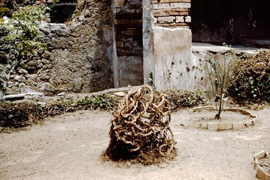 I.6.7 Pompeii. 1961. Looking east across garden area towards portico. Photo by Stanley A. Jashemski.
Source: The Wilhelmina and Stanley A. Jashemski archive in the University of Maryland Library, Special Collections (See collection page) and made available under the Creative Commons Attribution-Non Commercial License v.4. See Licence and use details.
J61f0301