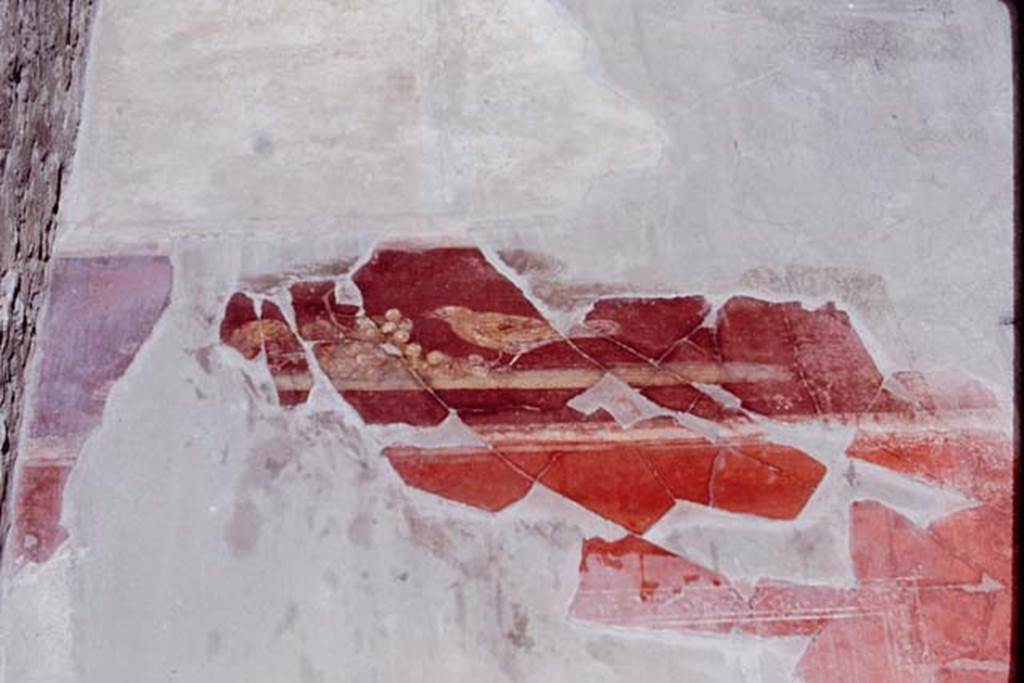 I.7.1 Pompeii, 1968. Red frieze from west side of north wall of atrium, with painted bird and fruit.
The frieze was to the west (left) of the doorway in the photo above, at the height of the doorway.
Photo by Stanley A. Jashemski.
Source: The Wilhelmina and Stanley A. Jashemski archive in the University of Maryland Library, Special Collections (See collection page) and made available under the Creative Commons Attribution-Non Commercial License v.4. See Licence and use details.
J68f0453