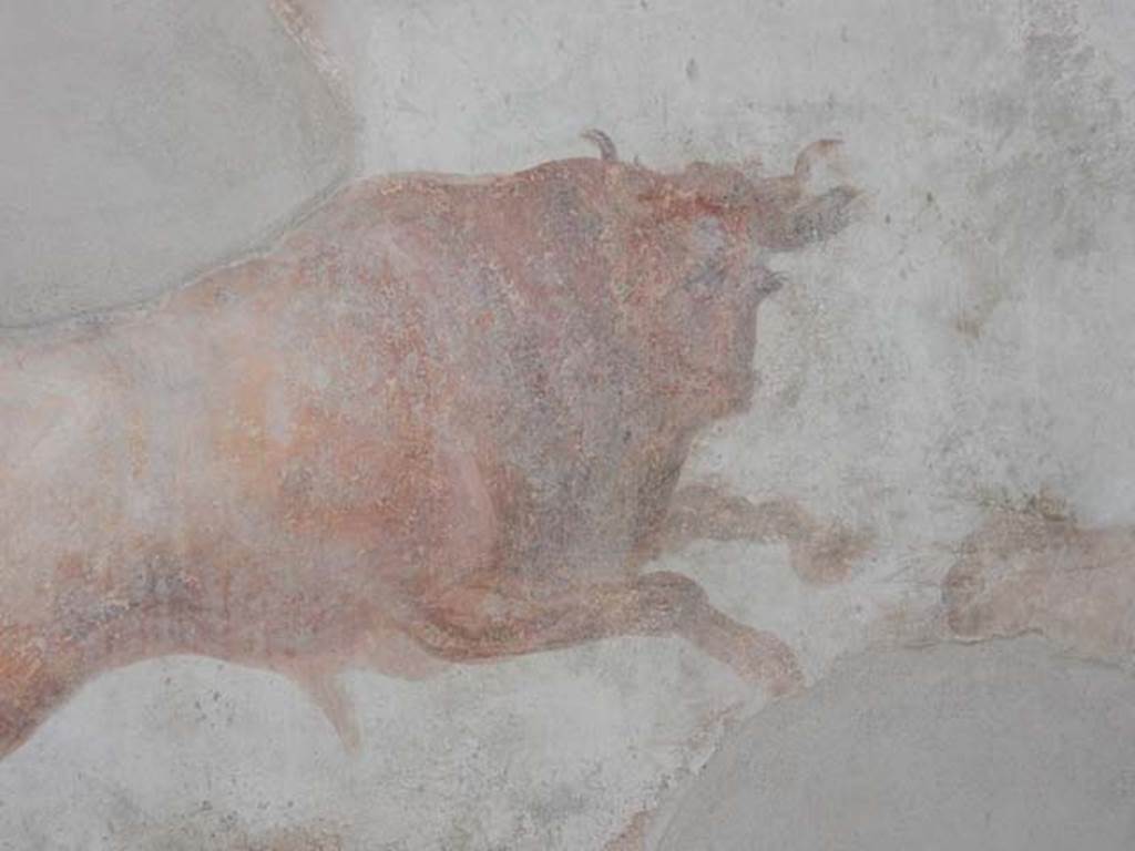 I.7.12 Pompeii. May 2017. Detail of bull from wall painting on south wall of garden area. Photo courtesy of Buzz Ferebee.