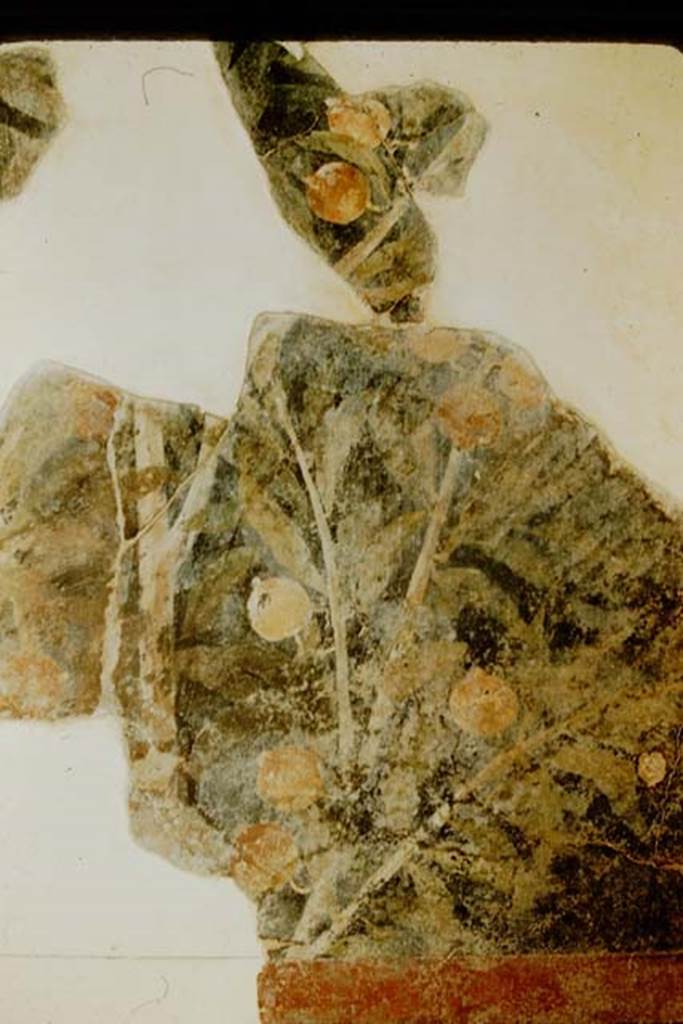 1.9.5 Pompeii. 1957. Room 11, part of reconstructed painted ceiling. Photo by Stanley A. Jashemski.
Source: The Wilhelmina and Stanley A. Jashemski archive in the University of Maryland Library, Special Collections (See collection page) and made available under the Creative Commons Attribution-Non Commercial License v.4. See Licence and use details.
J57f0233