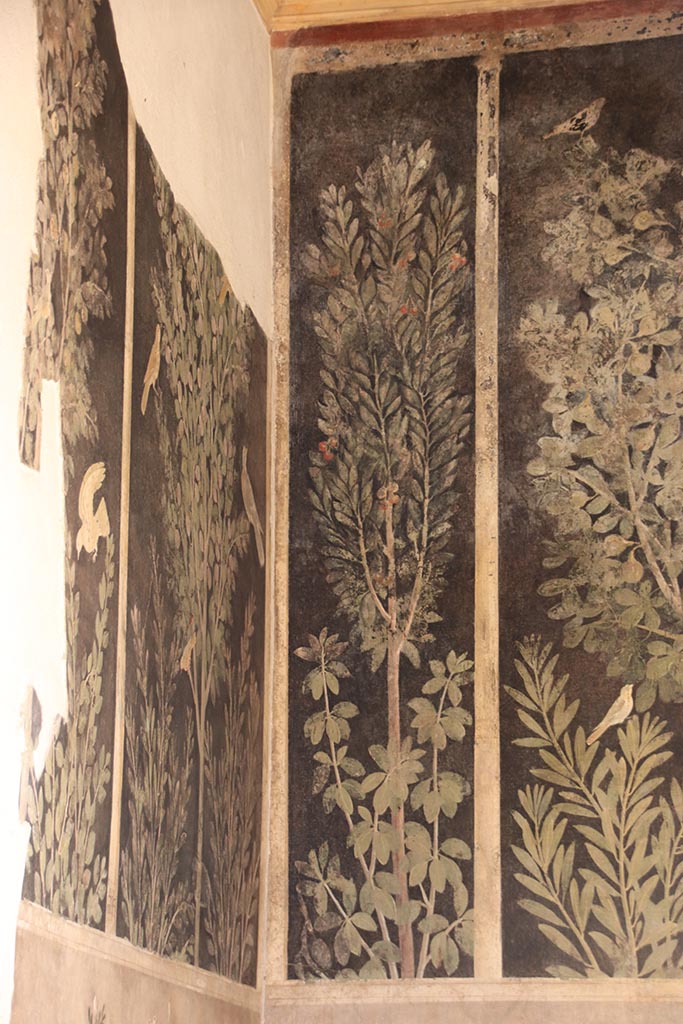 I.9.5 Pompeii. October 2024. Room 11, north-east corner. Photo courtesy of Klaus Heese