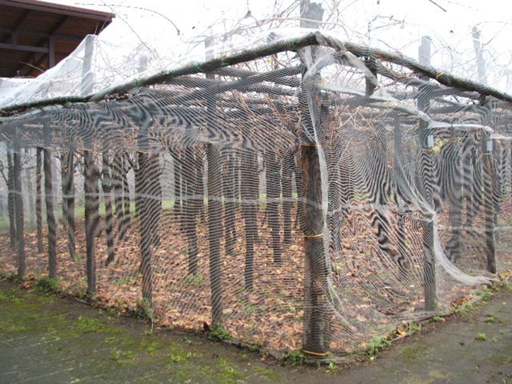 I.20.5 Pompeii. December 2004. Vineyard.