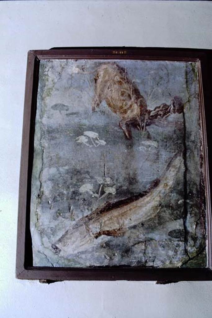 II.4.6 Pompeii. 1968. Fragment now in Naples Museum showing a hippopotamus and a large fish. Photo by Stanley A. Jashemski.
Source: The Wilhelmina and Stanley A. Jashemski archive in the University of Maryland Library, Special Collections (See collection page) and made available under the Creative Commons Attribution-Non Commercial License v.4. See Licence and use details. J68f0782
Now in Naples Archaeological Museum. Inventory number 8608.