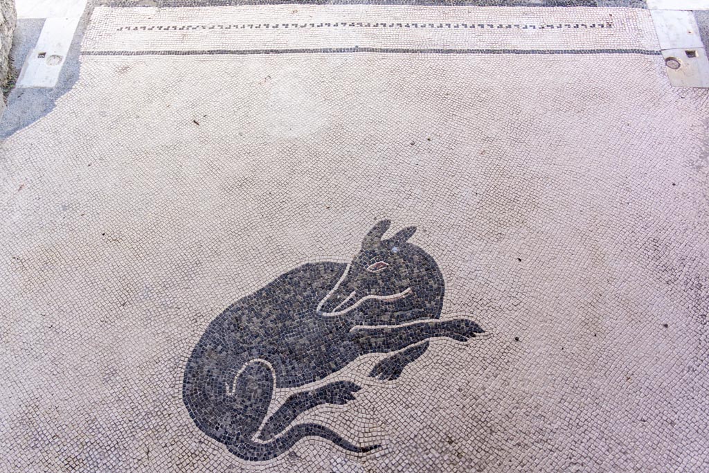 V.1.26 Pompeii. October 2023. 
Flooring in vestibule with mosaic of dog, and doorway threshold to atrium, at top. Photo courtesy of Johannes Eber
