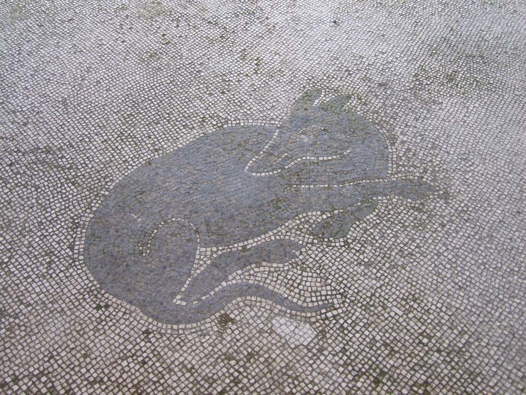 V.1.26 Pompeii, 1978. Mosaic of dog. Photo by Stanley A. Jashemski.   
Source: The Wilhelmina and Stanley A. Jashemski archive in the University of Maryland Library, Special Collections (See collection page) and made available under the Creative Commons Attribution-Non Commercial License v.4. See Licence and use details. J78f0639

 
