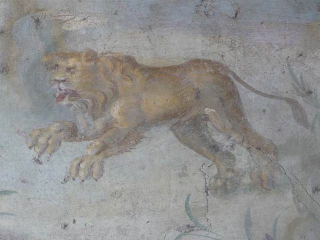 V.4.a Pompeii. May 2012. North wall of the garden, far right corner.
Close-up of a large female lioness springing to the left. Photo courtesy of Buzz Ferebee.