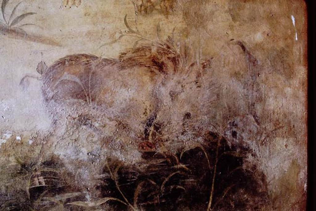 V.4.a Pompeii. 1968. Detail of wild boar from north wall. Photo by Stanley A. Jashemski.
Source: The Wilhelmina and Stanley A. Jashemski archive in the University of Maryland Library, Special Collections (See collection page) and made available under the Creative Commons Attribution-Non Commercial License v.4. See Licence and use details.
J68f0658