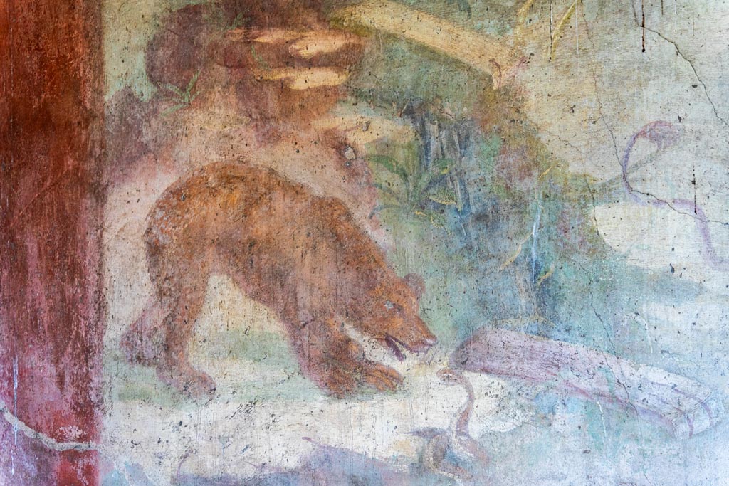 V.4.a Pompeii. October 2023. Room ‘l’ (L), east wall of the garden.
Close-up of a large bear, with head lowered, approaching a coiled snake that is ready to strike. Photo courtesy of Johannes Eber.