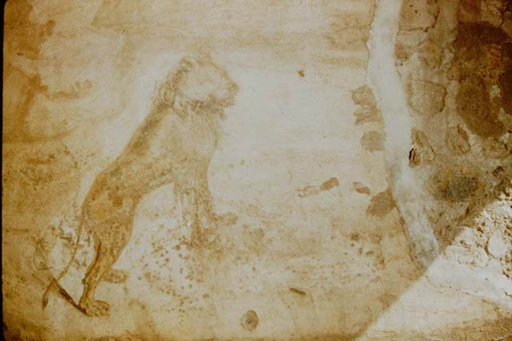 V.4.a Pompeii. 1957. Garden painting with lion on south wall. Photo by Stanley A. Jashemski.
Source: The Wilhelmina and Stanley A. Jashemski archive in the University of Maryland Library, Special Collections (See collection page) and made available under the Creative Commons Attribution-Non Commercial License v.4. See Licence and use details.
J57f0302