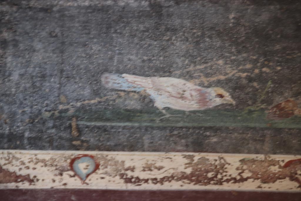 V.4.a Pompeii. October 2023.
Room ‘g’, detail of painting of bird in predella, above lower north wall in north-east corner. Photo courtesy of Klaus Heese.