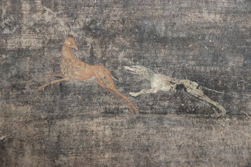 V.4.a Pompeii. October 2023. 
Room ‘b’, detail of painted dog chasing a deer from panel on right of centre of north wall. Photo courtesy of Klaus Heese.
