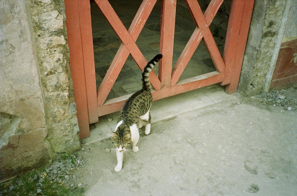 VI.2.4 Pompeii. July 2010. Cubiculum in the south-west corner of small garden.
Inlaid marble floor with the new owner of the House of Sallust passing by. Photo courtesy of Rick Bauer.
