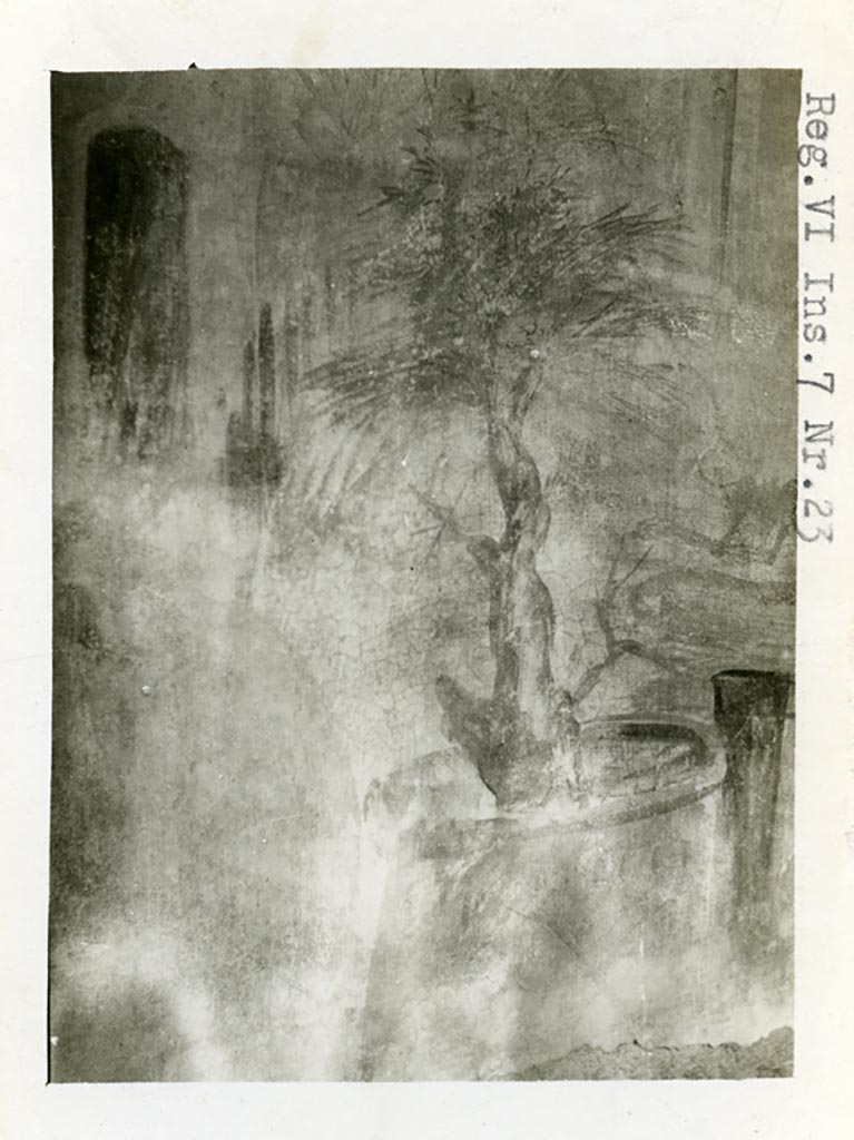VI.7.23 Pompeii. Pre-1937-39. Detail of sacred tree from painted south wall of bedroom.
Photo courtesy of American Academy in Rome, Photographic Archive. Warsher collection no. 1693.