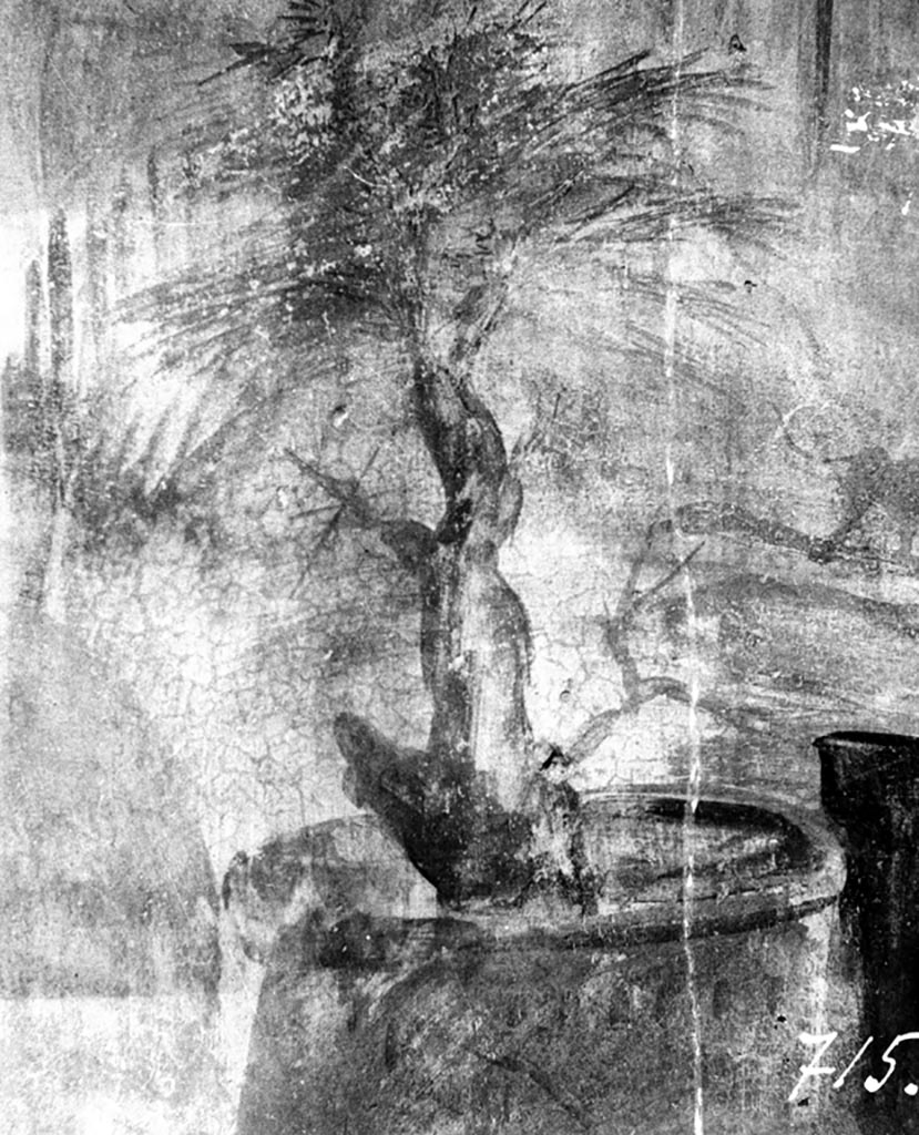 VI.7.23 Pompeii. W.1195. Wall painting of sacred tree, from south wall of cubiculum.
Photo by Tatiana Warscher. Photo © Deutsches Archäologisches Institut, Abteilung Rom, Arkiv.