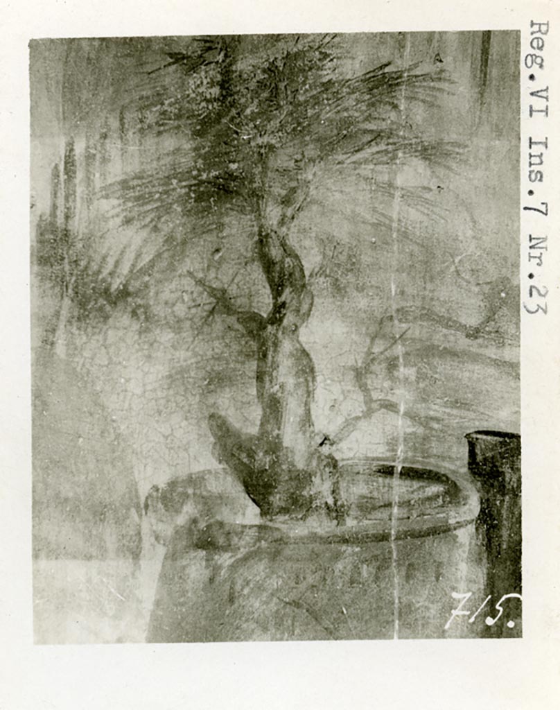 VI.7.23 Pompeii. Pre-1937-39. Wall painting of sacred tree, from south wall of cubiculum.
Photo courtesy of American Academy in Rome, Photographic Archive. Warsher collection no. 715.
