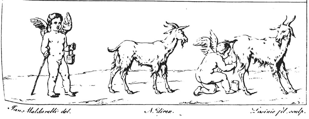 VI.8.23 Pompeii. Pre-1829. Drawing by Maldarelli of goats and cupids, from the tablinum of the House of the Second Fountain.
According to RMB –
“Two cupids, one in the act of milking a goat, while the other with a stick in one hand and a basket in the other, seems to have reaped the fruits of the effort of the first.”  
See Real Museo Borbonico, Vol. V, 1829, tav. XVIII, (18).
