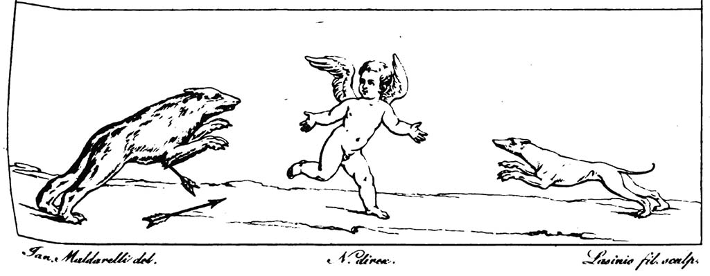 VI.8.23 Pompeii. Pre-1829. Drawing by Maldarelli of a hunt, from the tablinum of the House of the Second Fountain.
According to RMB –
“This picture accompanied that published in the preceding table and was painted in the same place.
It showed a cupid that had hurled two arrows at a bear, one of which was stuck in the chest of that animal, and the bear hurling himself furiously towards the cupid who flees his fury, to which the dog was in the act of pouncing to the defence of the small hunter.”
See Real Museo Borbonico, Vol. V, 1829, tav. XIX, (19).

