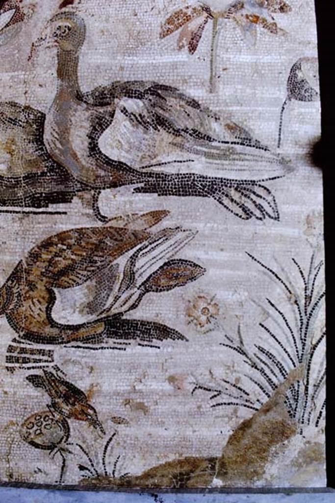 VI.12.2 Pompeii. 1968. Detail from mosaic of water birds. Photo by Stanley A. Jashemski.
Source: The Wilhelmina and Stanley A. Jashemski archive in the University of Maryland Library, Special Collections (See collection page) and made available under the Creative Commons Attribution-Non Commercial License v.4. See Licence and use details.
J68f1033