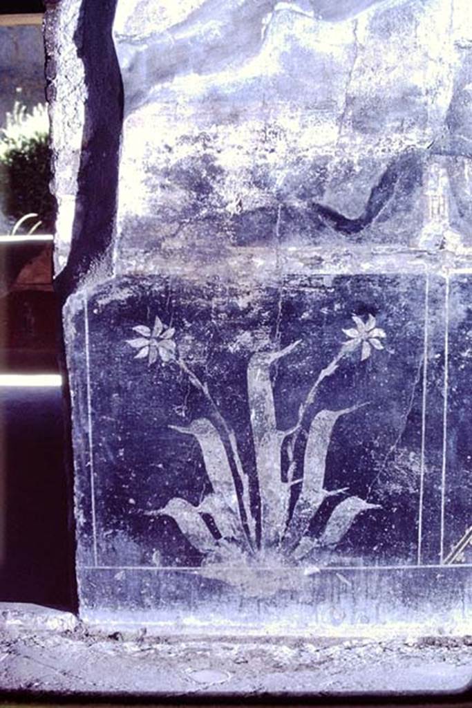 VI.16.7 Pompeii, 1968. Painted plant on west wall at entrance to room Q, on west wall of south-west corner of peristyle. Photo by Stanley A. Jashemski.
Source: The Wilhelmina and Stanley A. Jashemski archive in the University of Maryland Library, Special Collections (See collection page) and made available under the Creative Commons Attribution-Non Commercial License v.4. See Licence and use details.
J68f0235