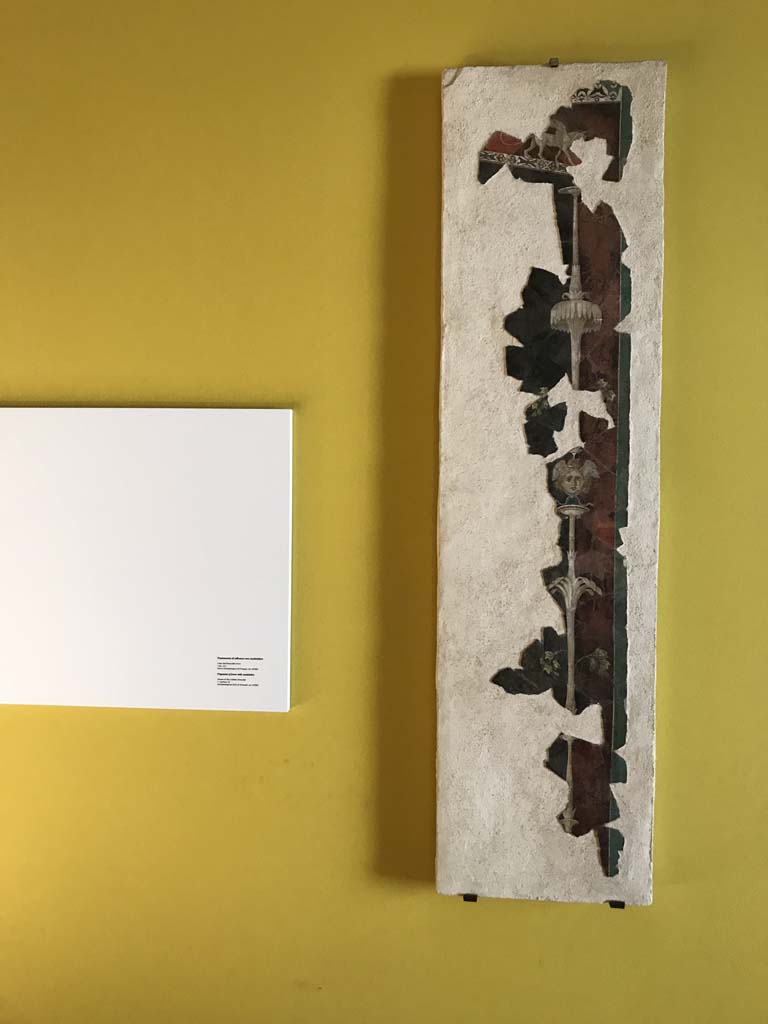 VI.17.42 Pompeii. April 2019. Photographed on display in Antiquarium.
III Style fragment of fresco with a candelabra, at the centre of which the head of Medusa is recognisable.
This fragment was found in 1983, together with numerous others, in the garden area.
They were from a room damaged following the 62AD earthquake
See Aoyagi M. and Pappalardo U. et al, 2006. Pompei (Regiones VI-VII) Insula Occidentalis, I. Napoli: Valtrend. (p.222 and 248).
Photo courtesy of Rick Bauer.
According to PPM –
Many fragments were found in the garden area near to room 31, including a fragment of a predella (not photographed here but can be seen in PPM).
See Carratelli, G. P., 1990-2003. Pompei: Pitture e Mosaici: Vol. VI. Roma: Istituto della enciclopedia italiana, p.144, no.186 for photograph.
Kuivalainen describes this fragment (P 87280) –
“Hortus conclusus with green terrain, plants, and a white statue and a beast, in the foreground of a round yellow pavilion (tholos). The statue on the pedestal is of a standing youth with his weight on his right foot. Around his waist is a long cloak, on his head a wreath, in his down-stretched right hand he holds an object, probably a cantharus, and in his left arm he holds an upright thyrsus with a bunch upwards. On his right side by his feet stands a panther with his back to the viewer, with his head lifted towards the object. Garlands hang from the conical roof of the tholos.
Comments: A young almost naked Bacchus as a marble statue. Among remaining Pompeian marble statuary the youth is mainly presented naked. The position of the panther’s head indicates that the object in his master’s hand is a vessel for wine.”
See Kuivalainen, I., 2021. The Portrayal of Pompeian Bacchus. Commentationes Humanarum Litterarum 140. Helsinki: Finnish Society of Sciences and Letters, (p.112, C10).