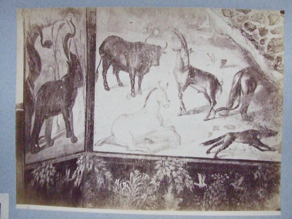 VII.7.10 Pompeii. Old undated 19th century photograph showing north wall before the 1943 bombing.
Courtesy of Society of Antiquaries. Fox Collection.