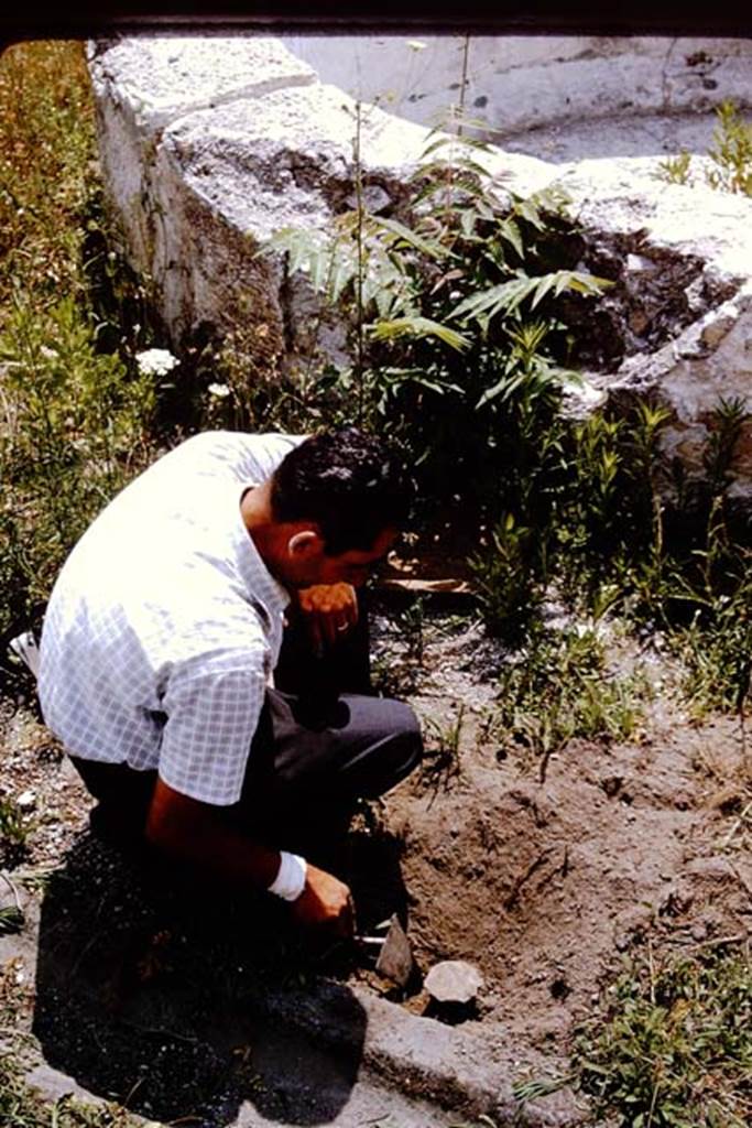 VII.16.22 Pompeii. 1964. Edge of circular pool in courtyard garden, digging out a plaster cast of a root, made previously. Photo by Stanley A. Jashemski.
Source: The Wilhelmina and Stanley A. Jashemski archive in the University of Maryland Library, Special Collections (See collection page) and made available under the Creative Commons Attribution-Non Commercial License v.4. See Licence and use details.
J64f2024