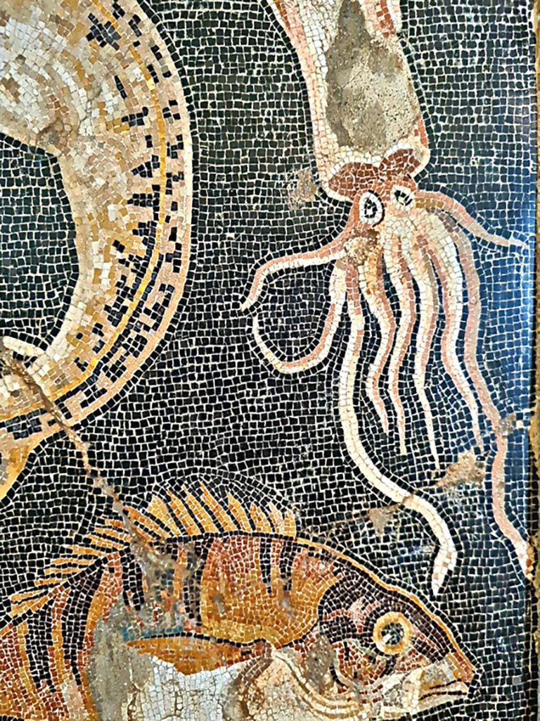 VIII.2.16 Pompeii. September 2024.
Detail of fish and molluscs from mosaic emblema found in triclinium. Photo courtesy of Giuseppe Ciaramella.
Now in Naples Archaeological Museum, inv. no. 120177.