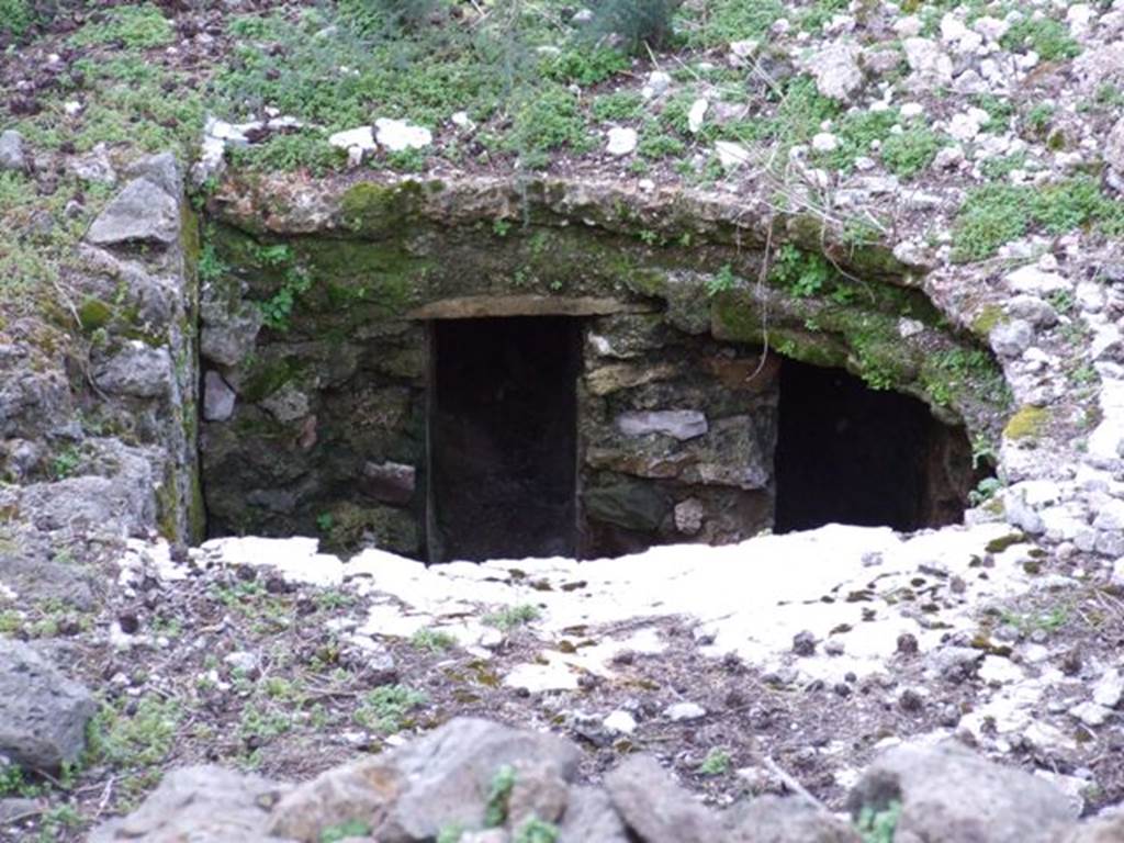 VIII.5.36 Pompeii. March 2009.
Detail of underground feature, ?suspensurae. Taken from VIII.5.28. Looking south.
According to NdS –
“The room has unfortunately undergone the greatest alterations both from the crossing of the rear walls and the elevation of the floor (see fig. 11), and also from a large circular hole drilled in the floor, but the original surviving walls and floor allow us to recognise its primitive shape.”
See Maiuri, A. Notizie degli Scavi, 1949-50, (p.121-22).
(L’ambiente ha purtroppo subito le maggiori alterazioni sia dall’attraversamento dei muri posteriori e dalla sopraelevazione del pavimento (cfr. fig. 11), sia anche da un grosso foro circolare praticato nel pavimento ma i muri e il pavimento originari superstiti permettono di riconoscerne la primitiva forma.)
Suspensurae.
“As Mau observed in the first partial and unfinished investigations of 1882, the suspensurae present us with a completely new type and, because of their greater undoubted antiquity, they constitute the oldest evidence that we have of this kind of thermal system.
The suspensurae, that is (see fig.7) instead of being formed by pillars of bricks or isodomic blocks, are made up of masonry walls, which run longitudinally from north to south in the direction of the major axis of the two boilers: they support a tile slab and above this the ruderation of the floor; they rest at the bottom on top of a simple layer of earth.”
See Maiuri, A. Notizie degli Scavi, 1949-50, (p.129).
(Come ebbe ad osservare il Mau nei primi parziali e incompiuti saggi del 1882, le suspensurae ci presentano di un tipo affatto nuovo e, per la loro maggiore indubbia vetusta, vengono a costituire la piu antica testimonianza che si abbia di tal genere di impianto termico.)
Le suspensurae cioe, (fig.7) invece di essere formate da pilastrini di laterizi o di blocchetti isodomici, sono costituite da muretti in fabbrica, che corrono longitudinalmente da nord a sud nel senso cioe dell’asse maggiore dei due caldaria: reggono un solarino di tegole e al di sopra di questo la ruderatio del pavimento; poggiano in basso sopra un semplice strato di battuto.)