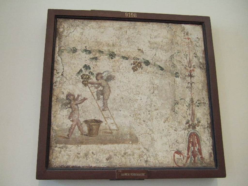 IX.3.5 Pompeii. Room 25. Wall painting of Cupids gathering grapes, found in exedra. Now in Naples Archaeological Museum. Inventory number 9198.