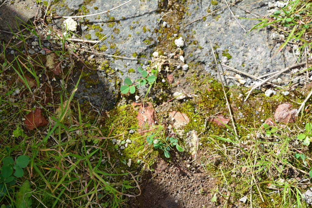 IX.5.18 Pompeii. March 2017. Room n, detail from doorway threshold.
Foto Christian Beck, ERC Grant 681269 DÉCOR.